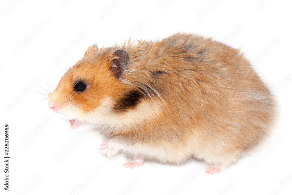 big syrian hamster screams or wants to attack big syrian hamster screams or wants to attack