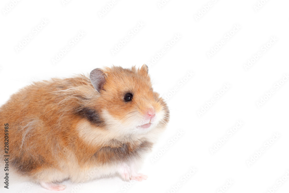 Cute Syrian hamster isolated on white background