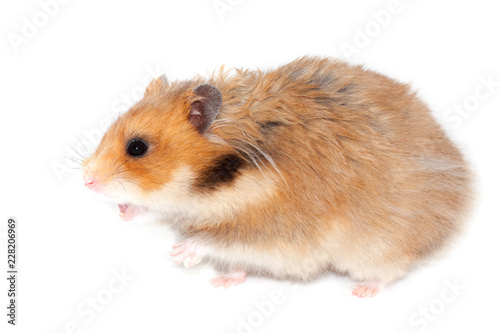 big syrian hamster screams or wants to attack