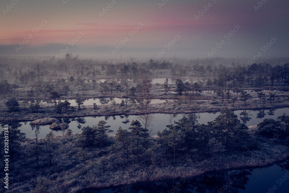 Marsh with small pine trees covered in early winter morning frost reflecting in pond. Kemeri national park at misty dawn, Latvia. Blute tint, with grain.