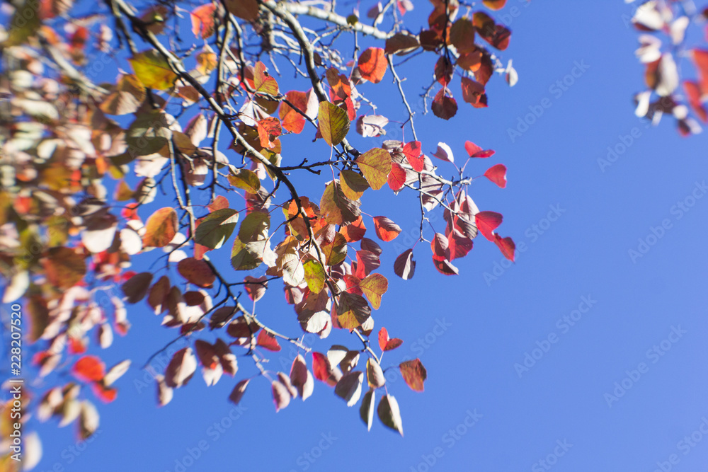 Autumn Leaves Autumn Leaves