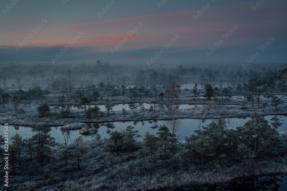 Swamp with small pine trees covered in early winter morning frost reflecting in pond. Kemeri national park at foggy dawn, Latvia.
