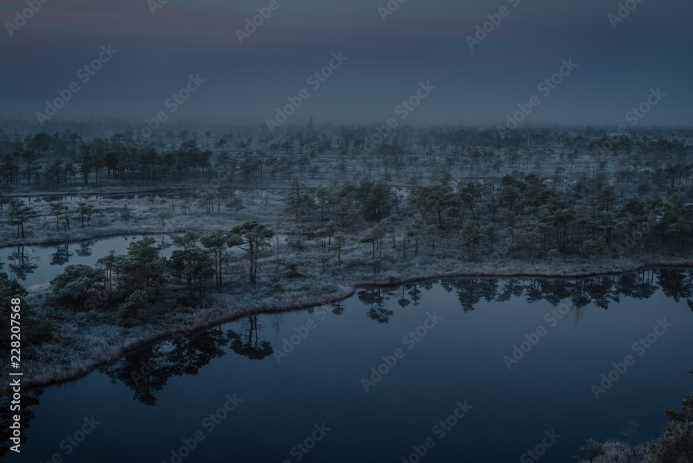 Marsh with small pine trees covered in early winter morning frost reflecting in pond. Kemeri national park at dawn with rising fog, Latvia. A bit of grain present.