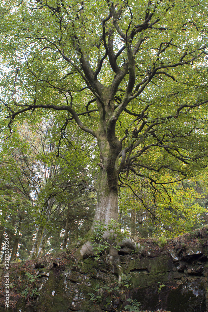 A large oak tree in the Scottish Highlands A large oak tree in the Scottish Highlands