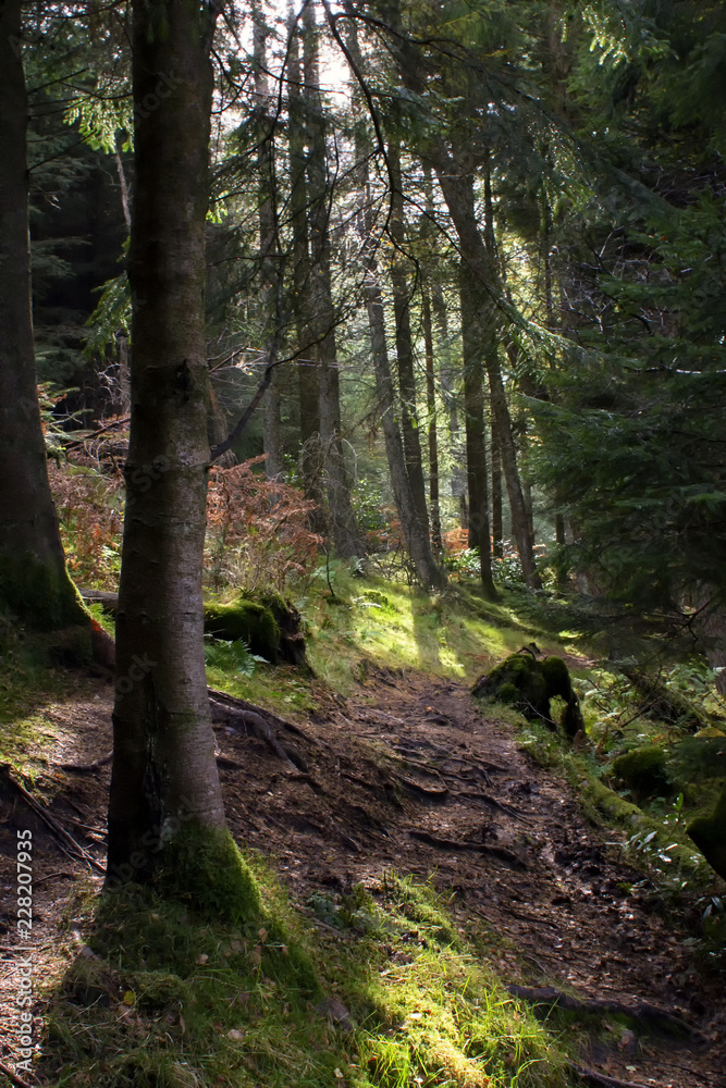 A Scottish Forest on a Summers Morning 