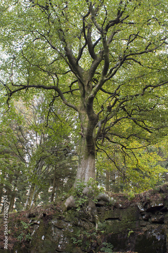 A large oak tree in the Scottish Highlands 