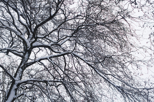 Snow covering a tree on a very snowy winters day in Scotland 