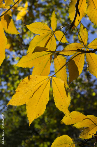 Chestnut Tree Leaves in Autumnal colours