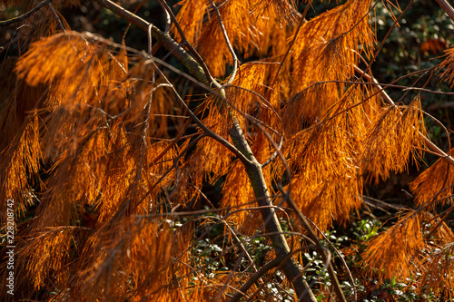 Photos Brightly backlit orange autumn colours on a fallen pine branch