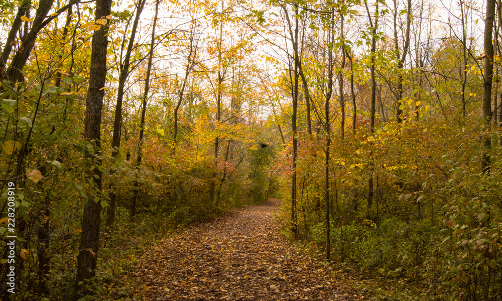 Fototapeta premium Beautiful Autumn Landscape