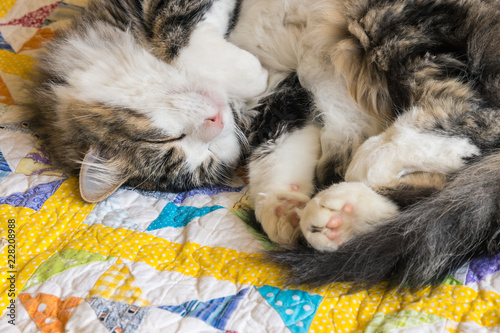 closeup of tabby tomcat sleeping on colourful quilt cover with copy space photo