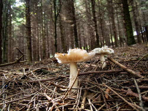 Fototapeta Naklejka Na Ścianę i Meble -  a trip to the woods in search of mushrooms