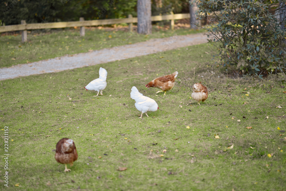 chicken searcing for food in publick park, during autumn season. chicken searcing for food in publick park, during autumn season.