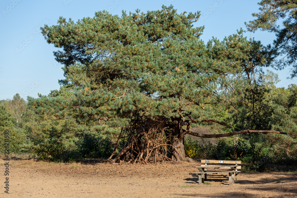 Old deteriorated bench in a sandy plateau in a moorland with a big tree behind it where branches were gathered to make a hut Old deteriorated bench in a sandy plateau in a moorland with a big tree behind it where branches were gathered to make a hut