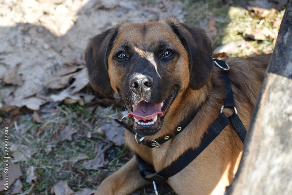 The dog plays and rests for a walk. The dog plays and rests for a walk.