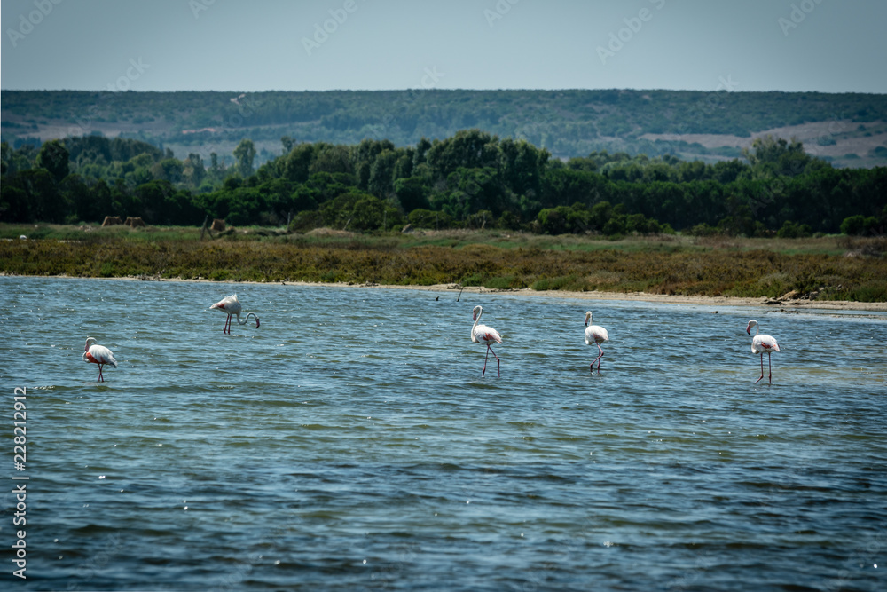 Flamingos walking in a pond on a sunny summer day. Shot in Stagno di Mistras, Sinis peninsula, Sardinia, Italy, Europe.