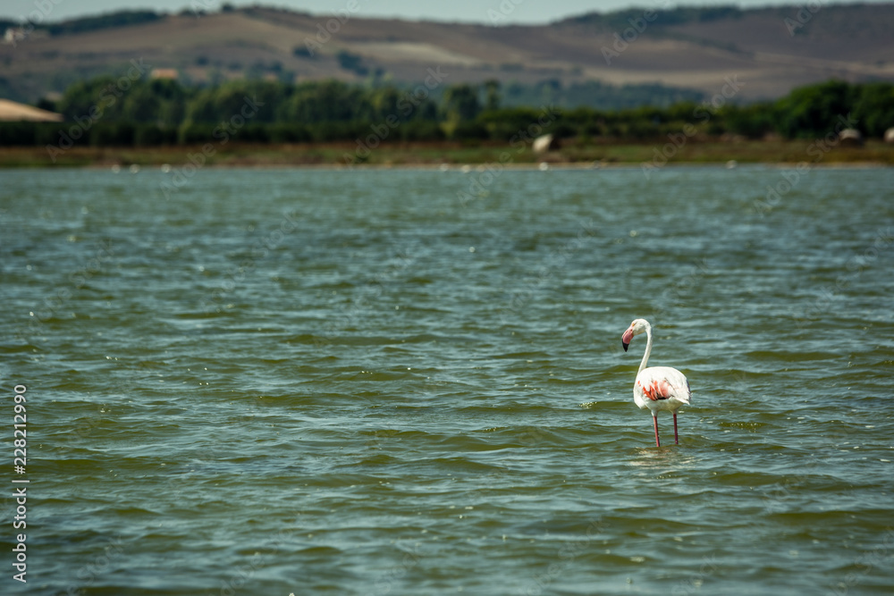 Flamingo walking in a green pond on a sunny summer day. Shot in Stagno di Mistras, Sinis peninsula, Sardinia, Italy, Europe.