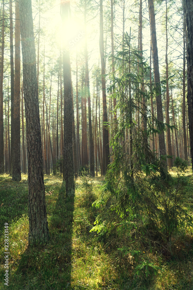 Coniferous forest backlit by the sun on a foggy autumn day. Vertical image.