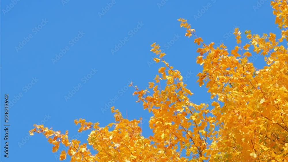 Autumn treetops with golden leaves Autumn treetops with golden leaves