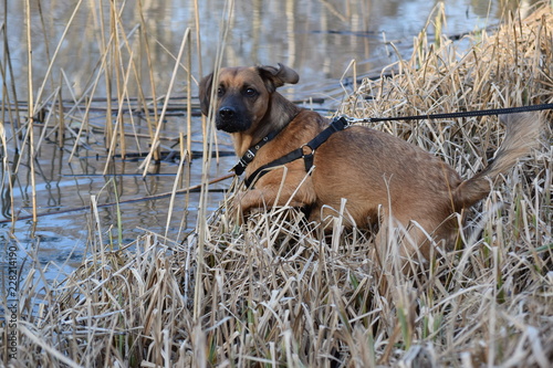 The dog plays and rests for a walk. photo