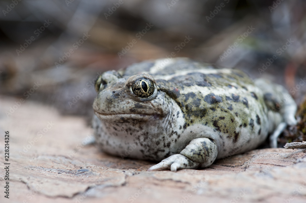 Obraz premium toad