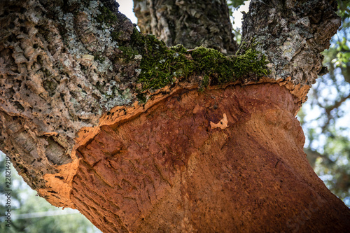 Close-up shot of cork tree (Quercus Suber) with moss in Sardinia, Italy.  The bark is recently harvested for making wine bottle corks. 
