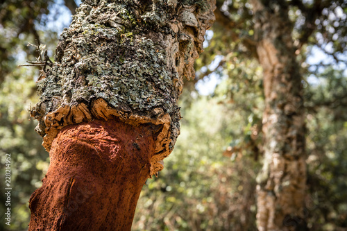 Close-up shot of cork tree (Quercus Suber) with moss in Sardinia, Italy.  The bark is recently harvested for making wine bottle corks. 