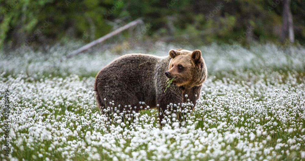 Fototapeta premium Brown bear on the forest background among white flowers. Summer season
