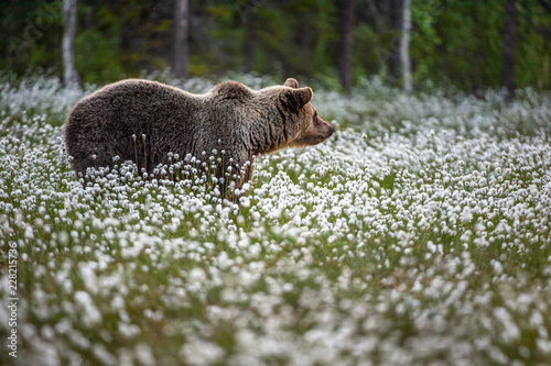Photography Brown bear on the forest background among white flowers
