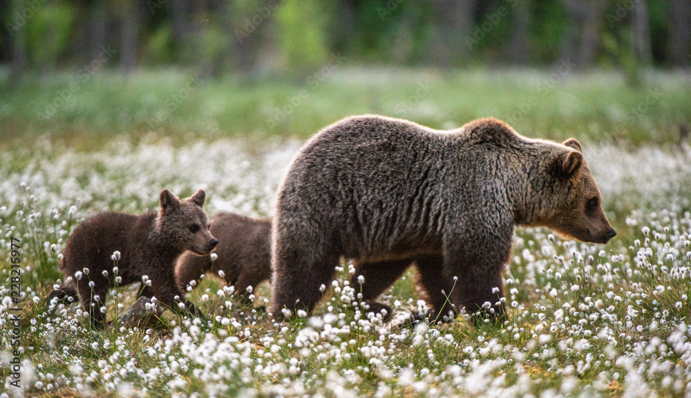 Fototapeta premium Brown bear cubs with she bear in the summer forest on the bog among white flowers. Scientific name: Ursus arctos.