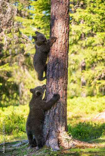 Brown bear cub climbs a tree. Natural habitat. In Summer forest. Sceintific name  Ursus arctos.