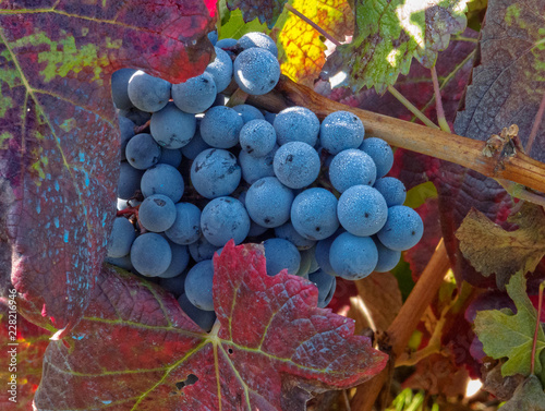 Bilde på lerret Mencia grape in the harvest season - Villafranca del Bierzo, Castile and Leon, S