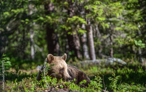Wild Brown bear in the summer forest. Scientific name: Ursus Arctos. 