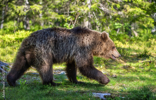 Wild Brown bear in the summer forest. Scientific name: Ursus Arctos. 