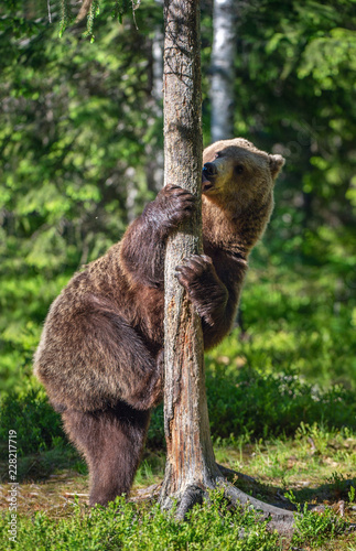 Brown bear standing on his hind legs in summer forest. Ursus Arctos ( Brown Bear). Green natural background.
