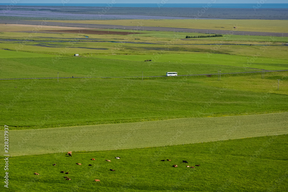 Rural landscape with green meadow, some animals and bus in background on sunny summer day in Iceland, near Skogafoss, nice perspective