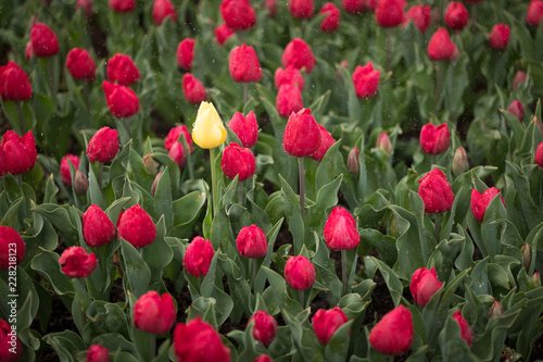 Spring Tulips, one yellow