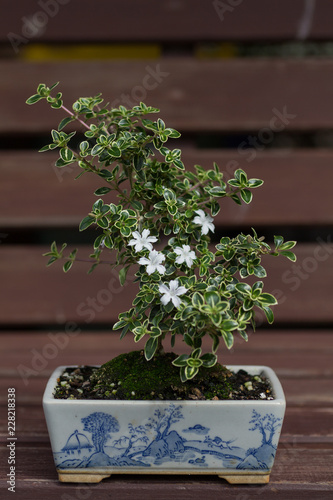 Bonsai Serissa  photo