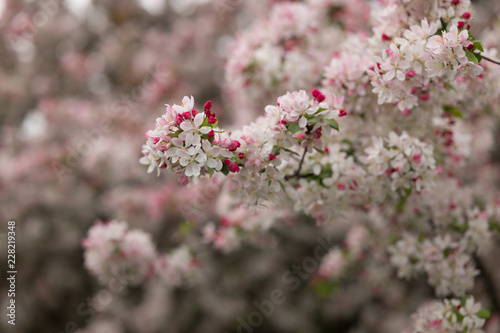 prunus spring blossoms