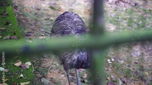 An Ostrich Walking In The Exhabition Cage photo