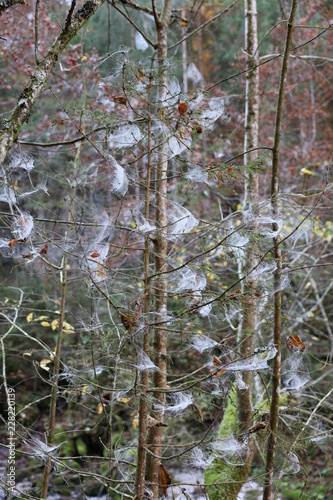 Cob webs on forest tree in autumn
