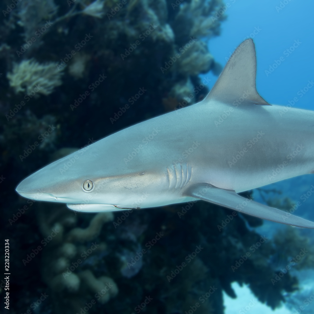 Fototapeta premium Underwaterreef shark with fishhook in mouth, Key Largo Florida