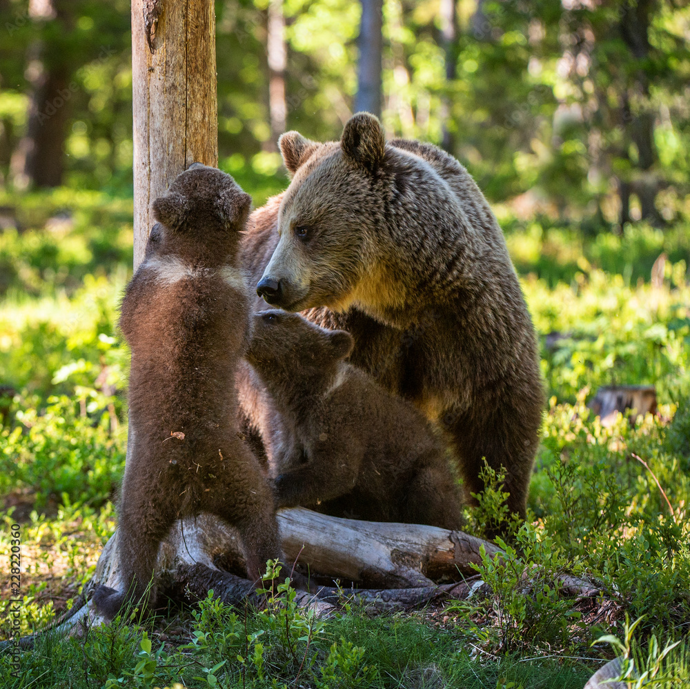 She-Bear and Cubs. Brown bear. Scientific name: Ursus Arctos Arctos. In the summer forest. Natural habitat. She-Bear and Cubs. Brown bear. Scientific name: Ursus Arctos Arctos. In the summer forest. Natural habitat.