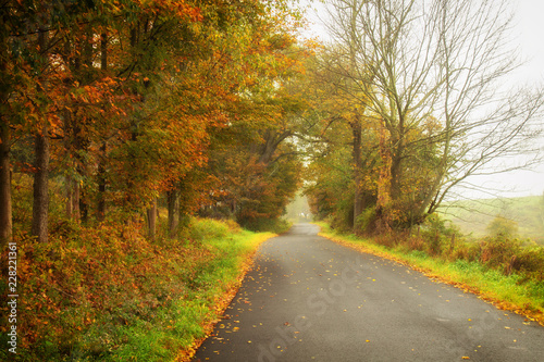 Foggy country road