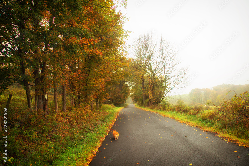 Foggy country road