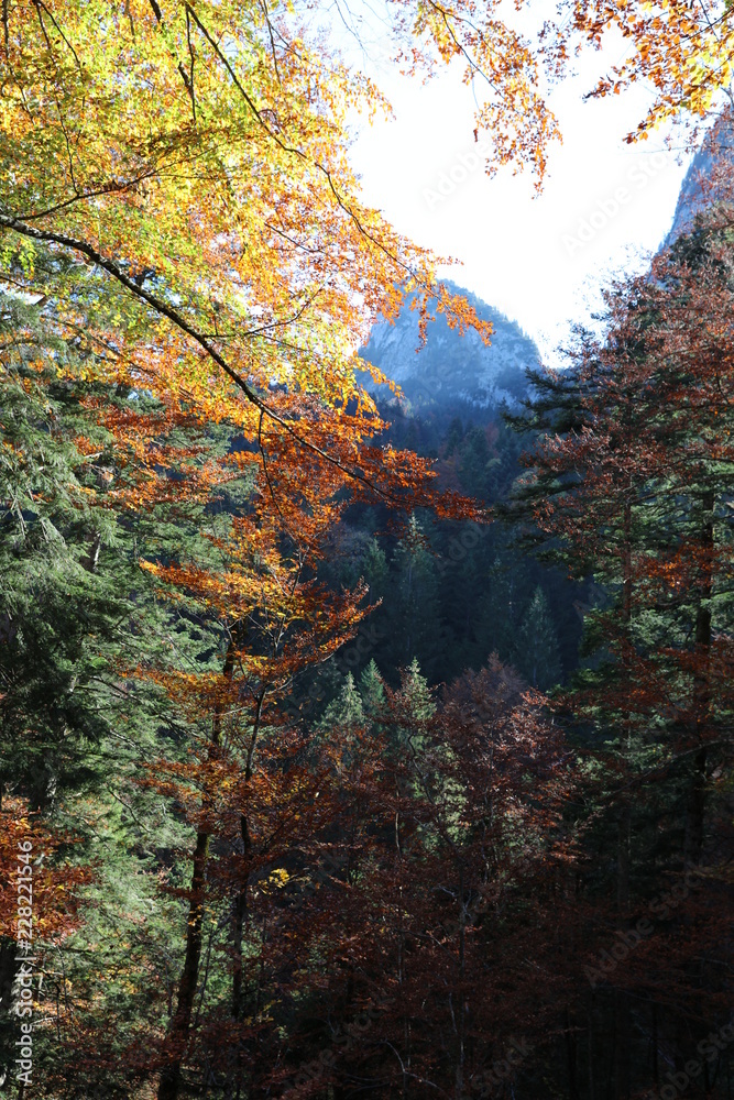 Colourful foliage in autumn forest with mountains in background Colourful foliage in autumn forest with mountains in background
