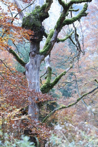 Forest tree with green moss in autumn forest