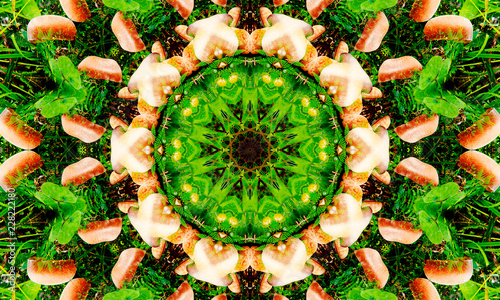 Vibrant green and orange mandala Art with natural details and shapes.