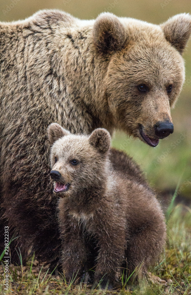 She-bear and bear-cub. Cub and Adult female of Brown Bear  in the forest at summer time. Scientific name: Ursus arctos.