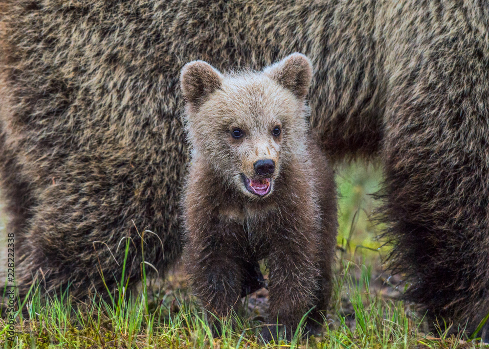 Fototapeta premium She-bear and bear-cub. Cub and Adult female of Brown Bear in the forest at summer time. Scientific name: Ursus arctos.
